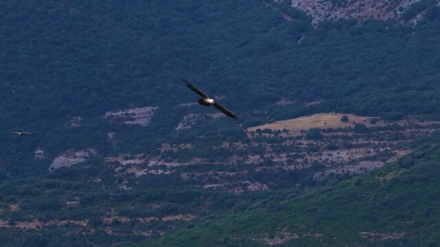 Bearded vulture in flight in the Sierra de Guara Natural Park. Huesca, Aragon, Spain, Europe