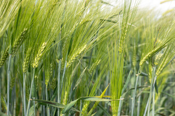 Fototapeta premium Young grain ears growing in agricultural field