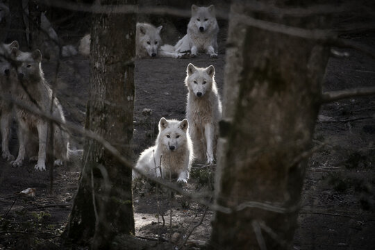 Pack of white wolves in a dark forest with a bright light streak.