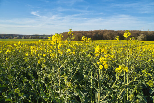 Blooming rapeseed field under blue sky with forest edge.