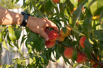 Hand picking ripe peach from tree in home garden during summer harvest © kolyadzinskaya