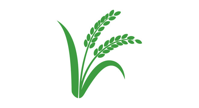 A simple green illustration of a rice plant stalk on a white background
