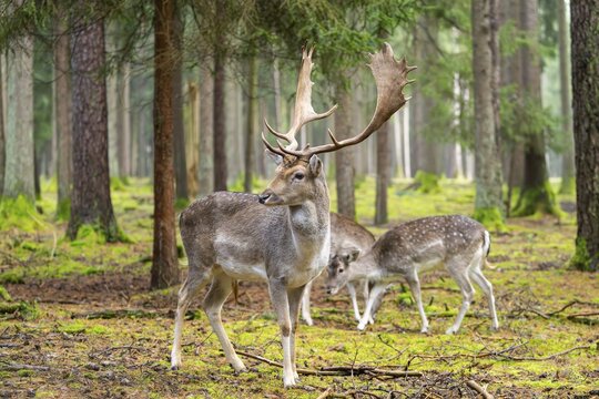 European fallow deer (Dama dama) buck in a forest in autumn, Bavaria, Germany