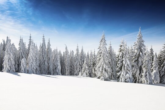 Snow-covered fir trees in sunshine, St&uuml;benwasen, Feldberg, Todtnauberg, Black Forest, Baden-W&uuml;rttemberg, Germany
