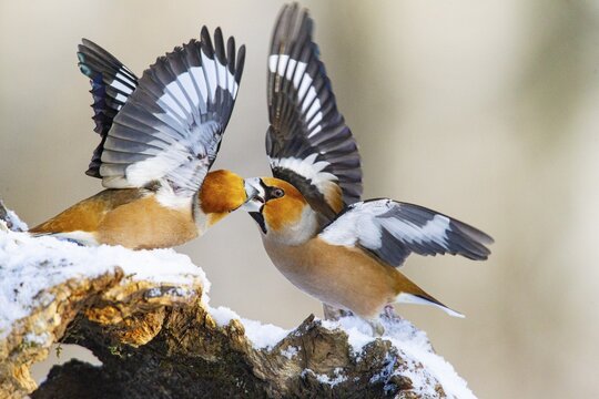 Hawfinch (Coccothraustes coccothraustes) Germany