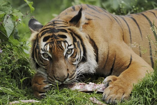 Sumatran tiger (Panthera tigris sumatrae), feeding, captive, occurring on Sumatra, Indonesia