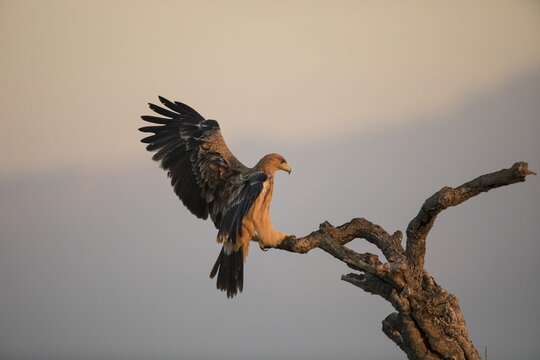 Juvenile Iberian Eagle (Aquila adalberti), Spanish imperial eagle, Extremadura, Castilla La Mancha, Spain