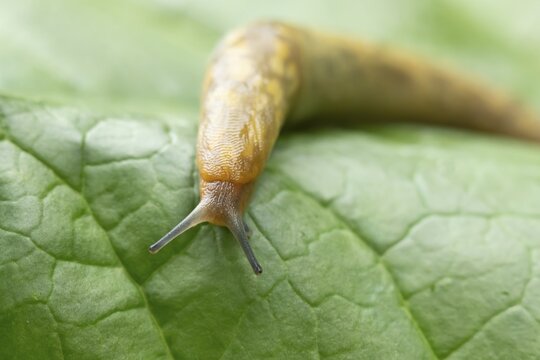 Leopard slug (Limax maximus) adult gastropod molluscs on a garden vegetable plant leaf in summer, England, United Kingdom