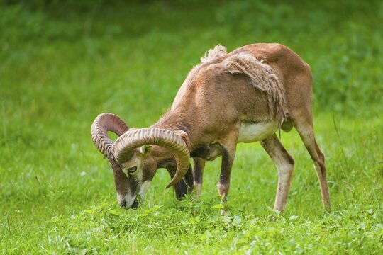 European Mouflon (Ovis orientalis musimon), ram moulting, grazing, captive, Bavaria, Germany