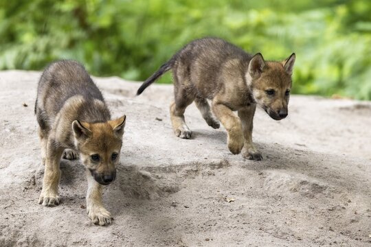 Two wolf pups running on sandy ground surrounded by green vegetation, European grey gray wolf (Canis lupus) pups, Germany