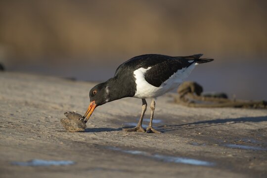 Eurasian oystercatcher (Haematopus ostralegus) adult wading bird feeding on a mussel shell on a harbour jetty, Norfolk, England, United Kingdom