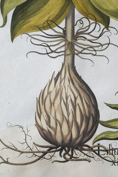 Root, spotted Turk's cap lily (Lilium Martagon), hand-coloured copperplate engraving by Basilius Besler, from Hortus Eystettensis, 1613