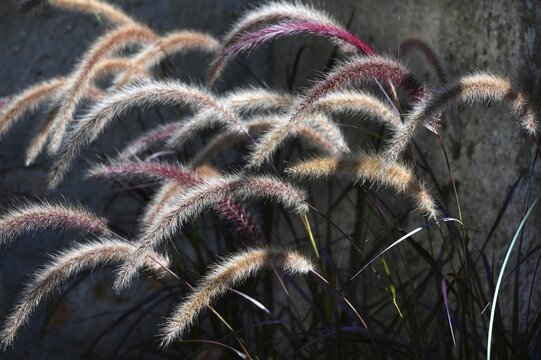 Grasses, lamp cleaner grass, feather bristle grass (Pennisetum alopecuroides) against the light, Baden-W&uuml;rttenberg, Germany