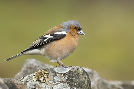 Eurasian chaffinch (Fringilla coelebs) adult male bird on a stone wall, England, United Kingdom