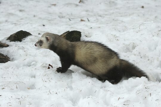 Ferret (Mustela putorius furo) in the snow, pet keeping, Allg&auml;u, Bavaria, Germany