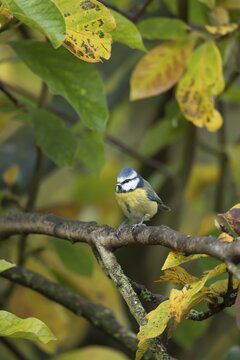 Blue tit (Cyanistes Caeruleus) adult bird on a Magnolia tree branch amongst autumn leaves, Suffolk, England, United Kingdom