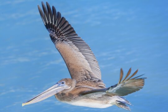 Brown pelican (Pelecanus occidentalis) in flight, Key West, Florida, USA