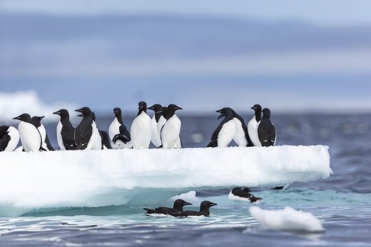 Thick-billed guillemot (Uria lomvia) on an ice floe, sea, water, alcids (Alcidae), Alkefjellet, Spitsbergen, Svalbard