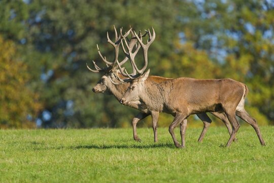 Red deer (Cervus elaphus), walking next to each other, display behavior of rivals in the rut, captive, Lower Saxony, Germany
