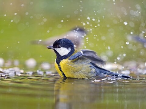 Great tit (Parus major), adult bird bathing in shallow water, Solms, Hesse, Germany