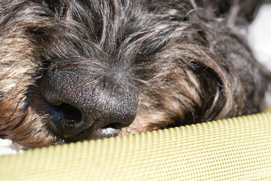 Close up of a wet dog nose on a sleeping dog.