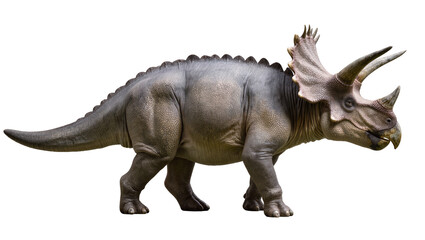 Fototapeta premium Triceratops dinosaur with three horns and frill