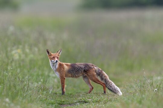 Red fox pheasant (Vulpes vulpes) in the High Tatras hunting for mice, rearing young, early summer, hunting, provisioning, Slovakia