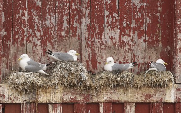 Kittiwake (Rissa tridactyla) on the nest on a building in Vard&ouml; on the island of Vardoya in the Barents Sea, Lapland, Northern Norway, Scandinavia