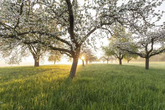 Fresh blossom, morning light, ground mist... simply magical! Foothills orchard meadow in bloom - apple tree avenue in the morning light with ground mist