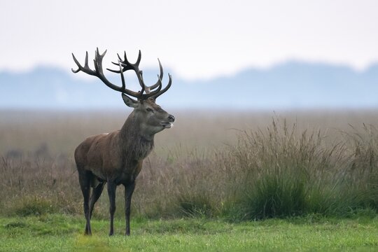 Red deer (Cervus elaphus), rut, Hoenderloo, Gelderland, Netherlands