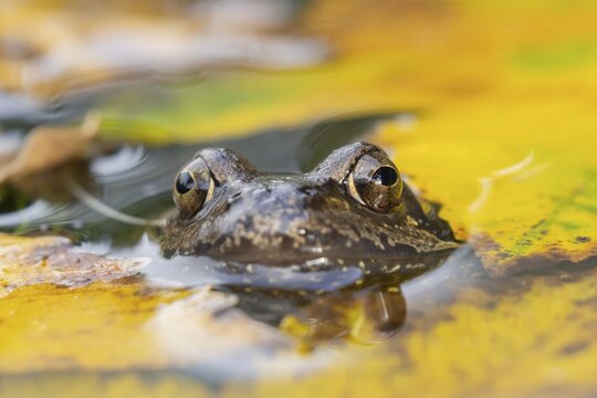 Common frog (Rana temporaria) adult amphibian on the water surface of a pond with fallen autumn leaves, England, United Kingdom