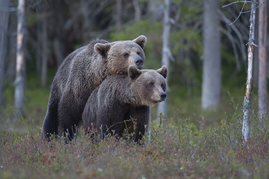 European brown bear (Ursus arctos) adult male and female mating in a boreal forest, Suomussalmi, Karelia, Finland