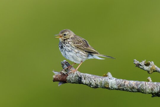 A small bird sits on a branch and sings in the middle of a green environment, mountain pipit (Anthus spinoletta), wildlife, France