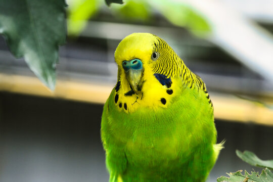 Portrait of a green and yellow budgerigar among leaves.
