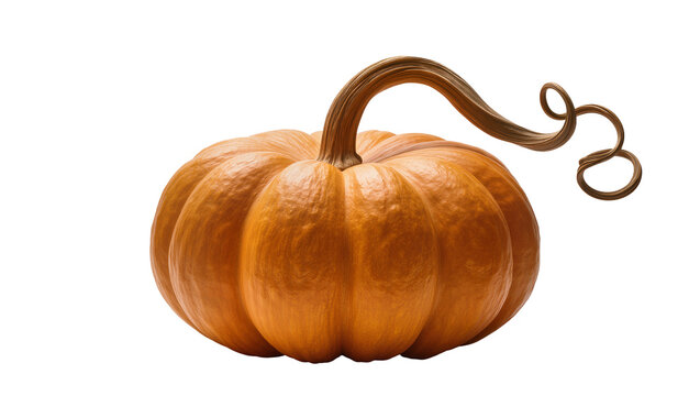 Orange pumpkin with curved stem and tendril