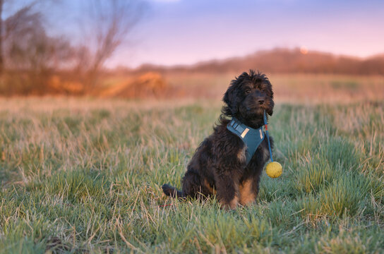 Cute black puppy with a toy ball on a meadow at sunset