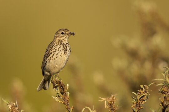 Raps (Anthus pratensis), Texel, North Holland, Netherlands
