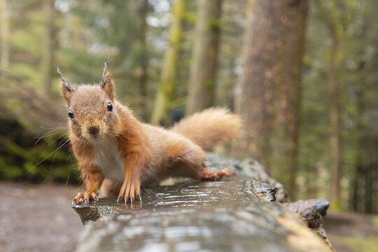 Red squirrel (Sciurus vulgaris) adult animal on a wooden bench, Yorkshire, England, United Kingdom
