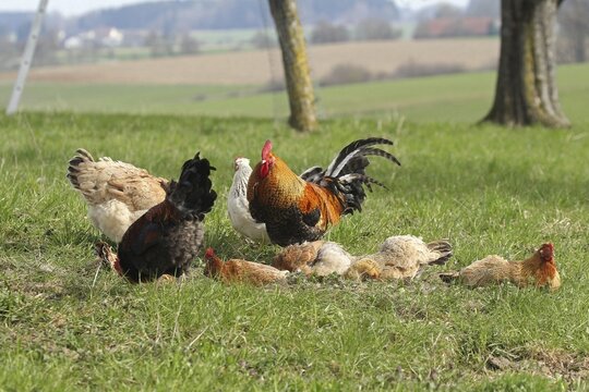 Domestic chicken (Gallus gallus domesticus) organic farming, free-range chickens and rooster sandbathing in the meadow, Lower Austria, Austria, Lower Austria, Austria