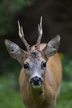 European roe deerbock (Capreolus capreolus), Portrait, Rhineland-Palatinate, Germany
