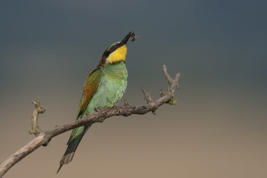 European bee-eater (Merops apiaster) with bee on branch, Reinland-Pfalz, Germany