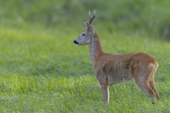 Roebuck (Capreolus capreolus) observing a female roe deer, foliage time, mating season, August, Germany