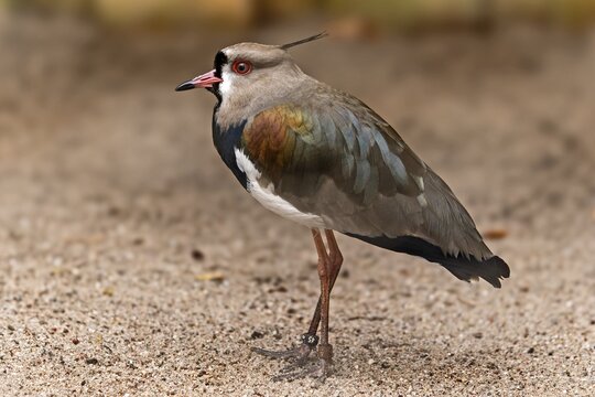 Bronze lapwing (Vanelus chilensis), animal portrait, Germany
