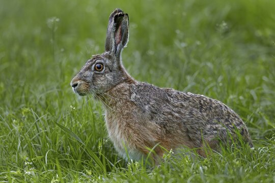 The gaze of the brown hare (Lepus europaeus) signals maximum tension, Germany