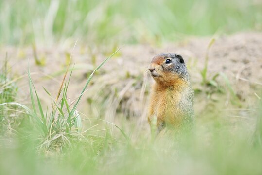 Columbia ground squirrel (Urocitellus columbianus, Spermophilus columbianus) at the burrow, Jasper National Park, Alberta, Canada