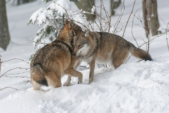 Gray wolves (Canis lupus) standing in the snow, social behaviour, captive, Bavaria, Germany