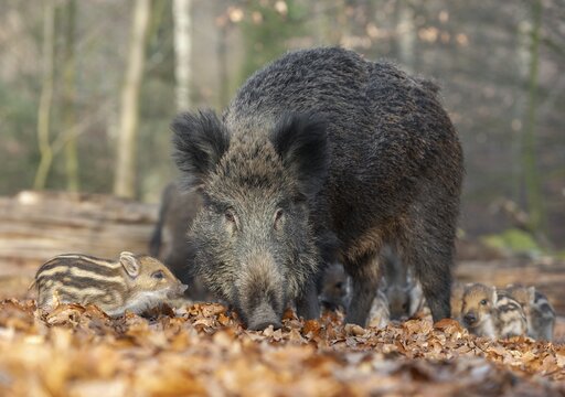 Wild boar, wild boar (Sus scrofa), a wild goat and young boar looking for food in the forest, Germany