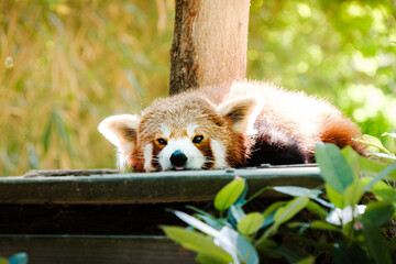 red panda bear © Raphaël L