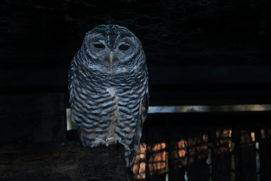 Black and white portrait of an owl, a mystical view at night.