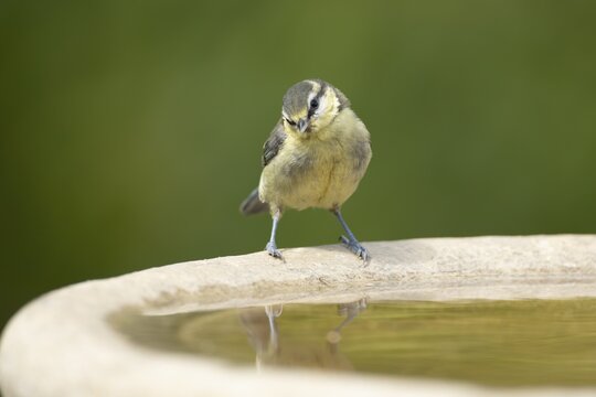 Blue tit (Cyanistes caeruleus) juvenile garden bird on a bird bath in summer, England, United Kingdom